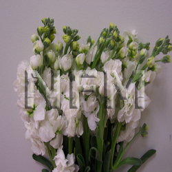 stock flower white